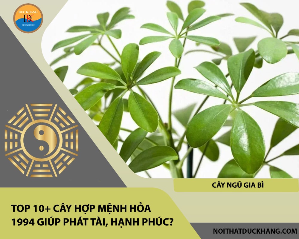Top 10+ cây hợp mệnh Hỏa 1994 giúp phát tài, hạnh phúc - Cây ngũ gia bì Top 10+ cây hợp mệnh Hỏa 1994 giúp phát tài, hạnh phúc - Cây ngũ gia bì