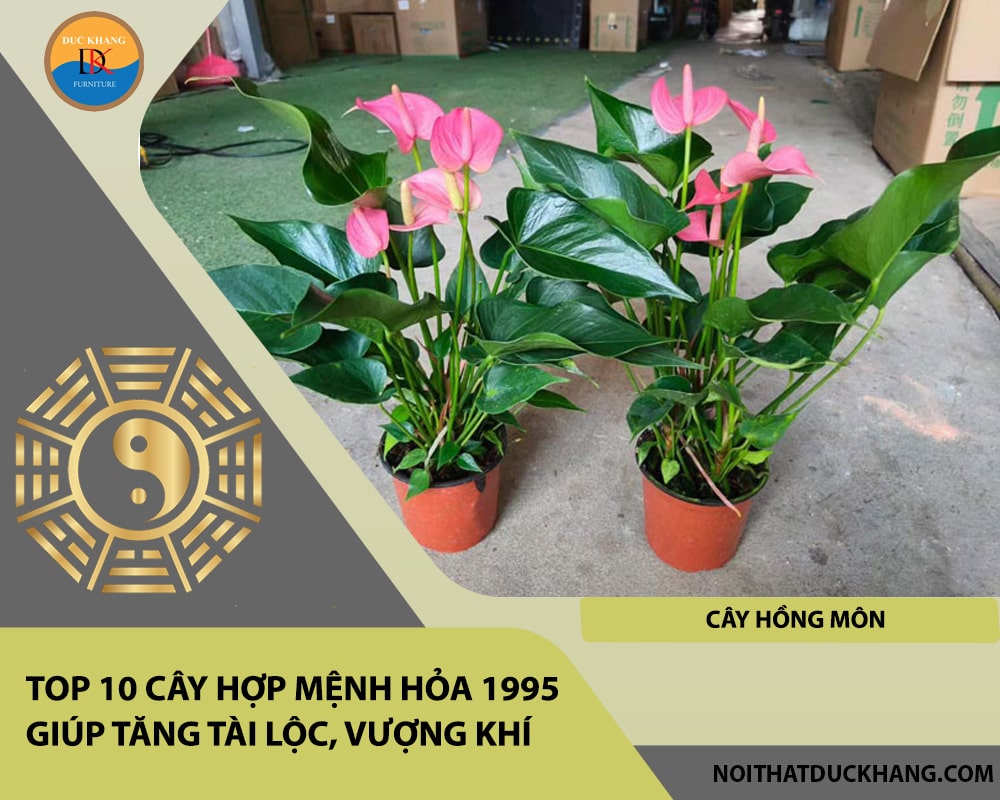 Top 10 cây hợp mệnh Hỏa 1995 giúp tăng tài lộc, vượng khí - Cây hồng môn Top 10 cây hợp mệnh Hỏa 1995 giúp tăng tài lộc, vượng khí - Cây hồng môn