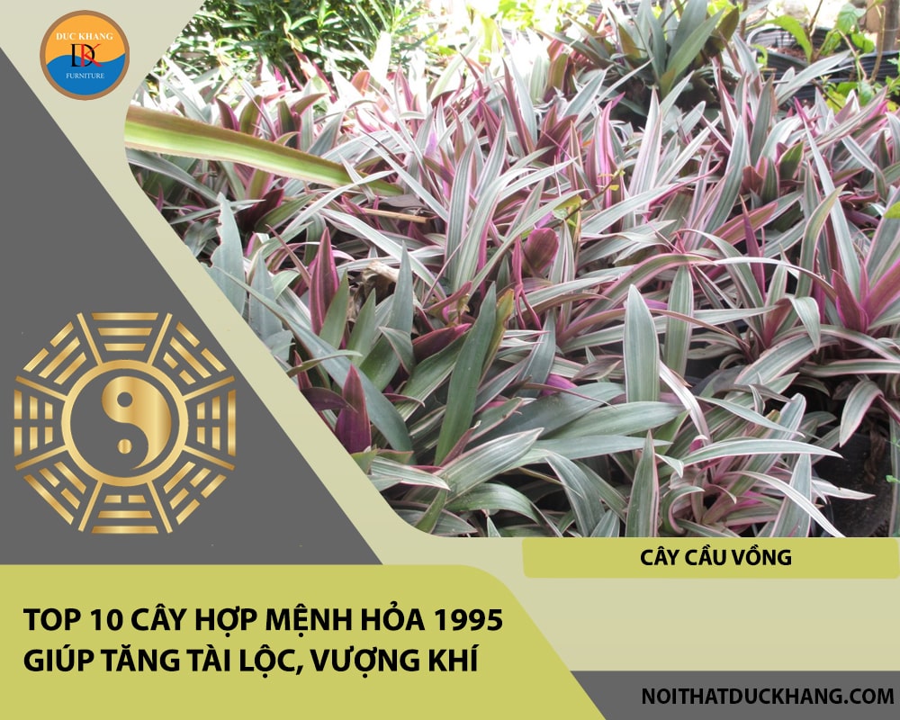 Top 10 cây hợp mệnh Hỏa 1995 giúp tăng tài lộc, vượng khí - Cây cầu vồng Top 10 cây hợp mệnh Hỏa 1995 giúp tăng tài lộc, vượng khí - Cây cầu vồng
