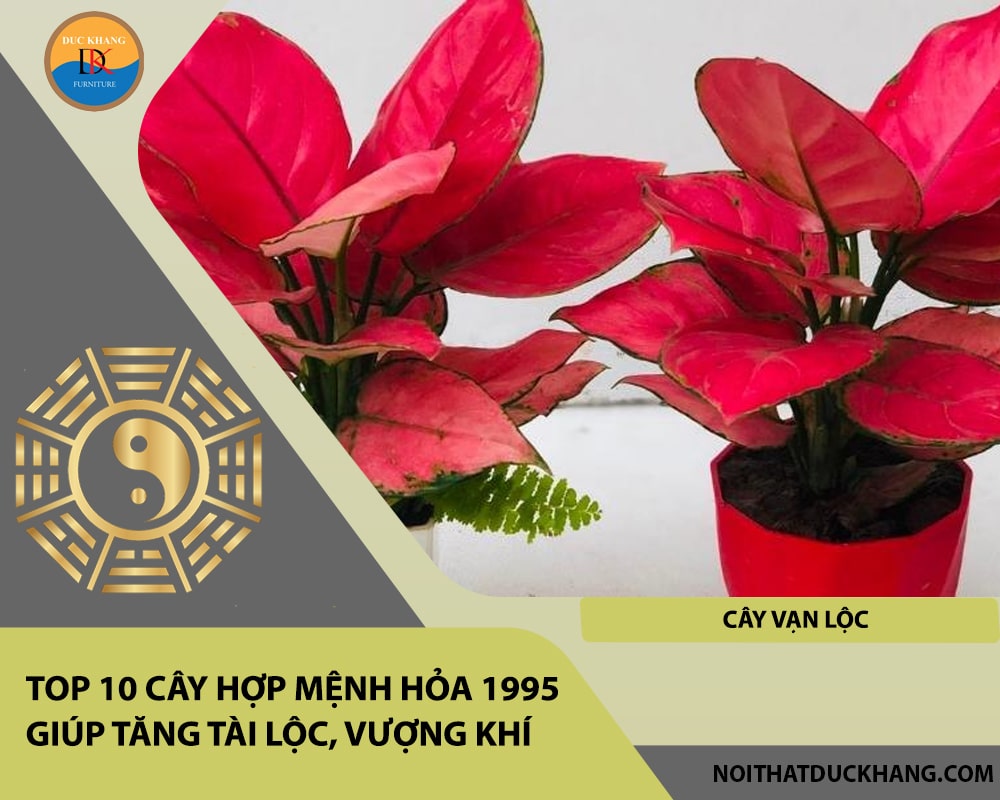 Top 10 cây hợp mệnh Hỏa 1995 giúp tăng tài lộc, vượng khí - Cây vạn lộc Top 10 cây hợp mệnh Hỏa 1995 giúp tăng tài lộc, vượng khí - Cây vạn lộc