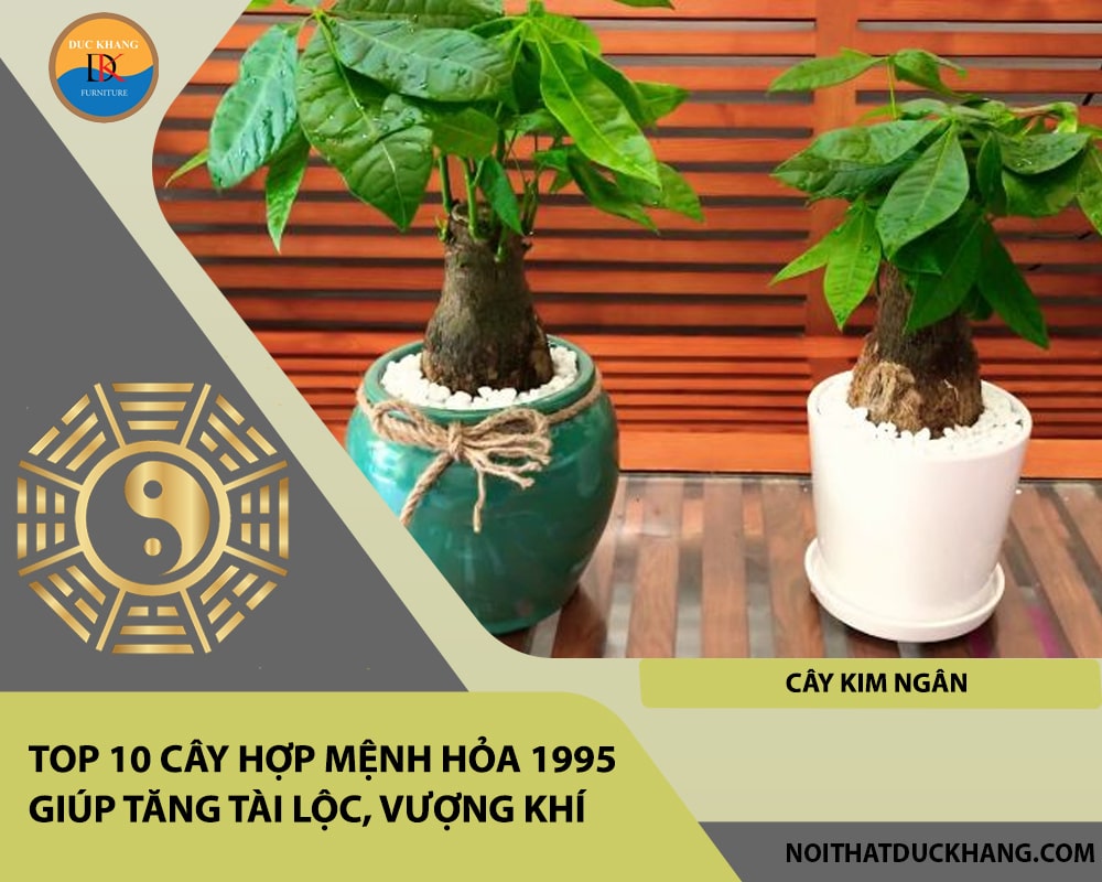 Top 10 cây hợp mệnh Hỏa 1995 giúp tăng tài lộc, vượng khí - Cây kim ngân Top 10 cây hợp mệnh Hỏa 1995 giúp tăng tài lộc, vượng khí - Cây kim ngân
