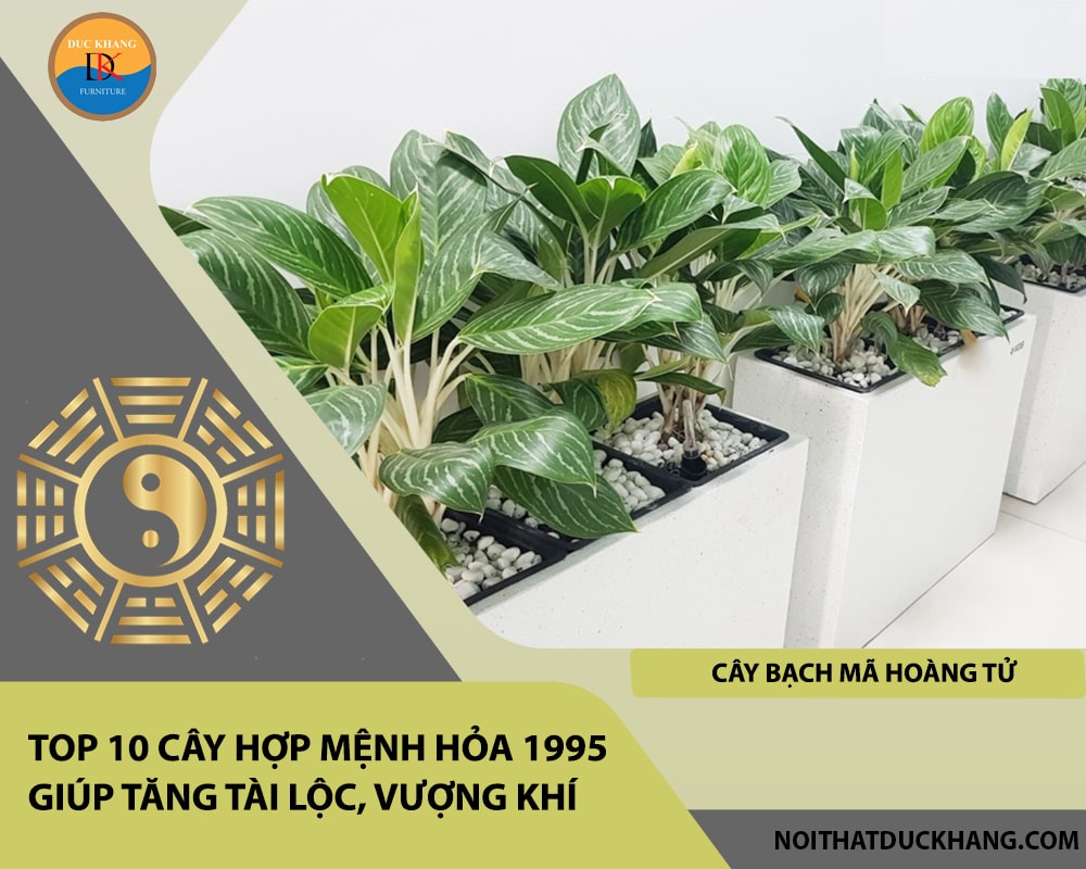 Top 10 cây hợp mệnh Hỏa 1995 giúp tăng tài lộc, vượng khí