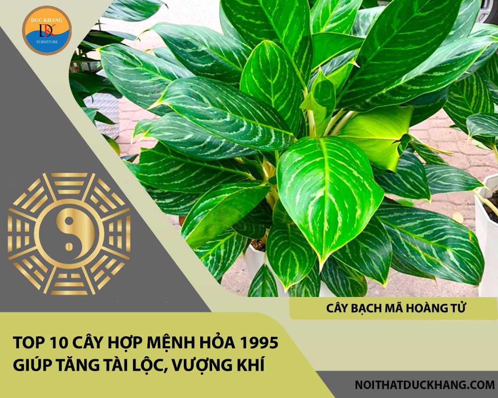 Top 10 cây hợp mệnh Hỏa 1995 giúp tăng tài lộc, vượng khí - Cây bạch mã hoàng tử Top 10 cây hợp mệnh Hỏa 1995 giúp tăng tài lộc, vượng khí - Cây bạch mã hoàng tử