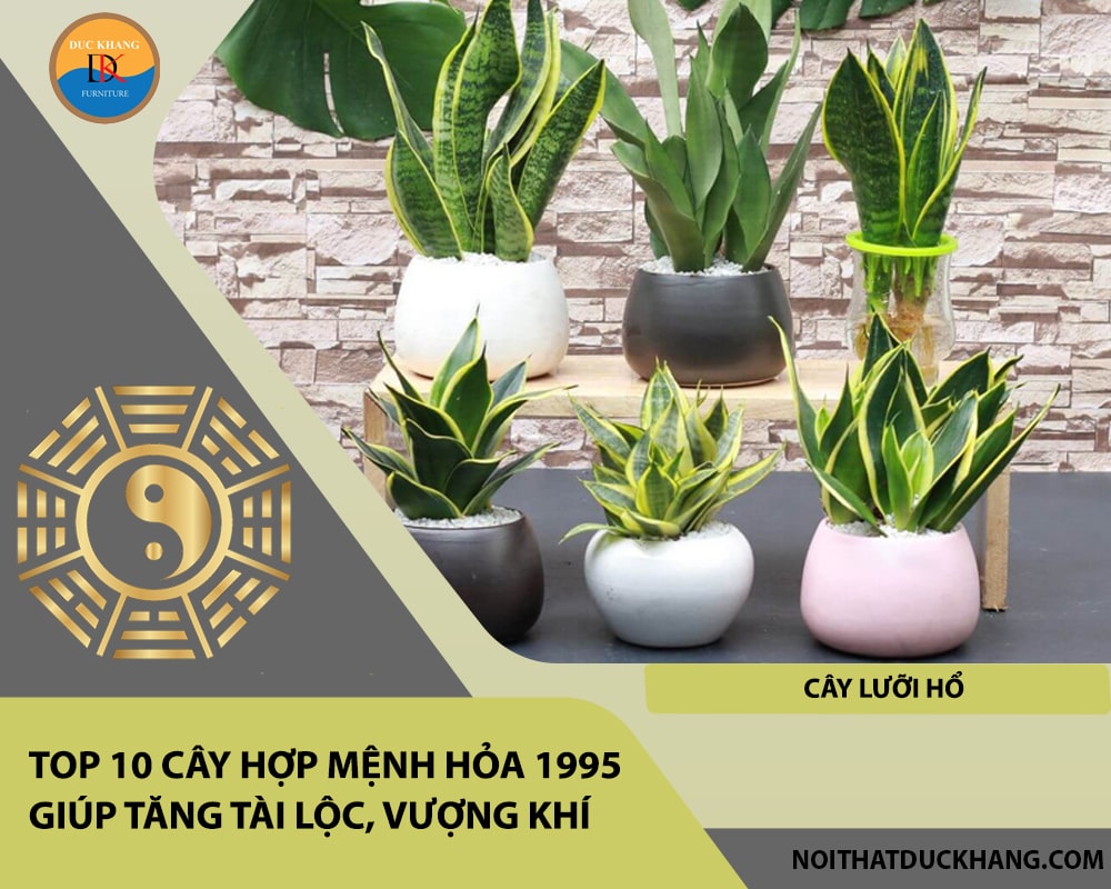Top 10 cây hợp mệnh Hỏa 1995 giúp tăng tài lộc, vượng khí - Cây lưỡi hổ Top 10 cây hợp mệnh Hỏa 1995 giúp tăng tài lộc, vượng khí - Cây lưỡi hổ