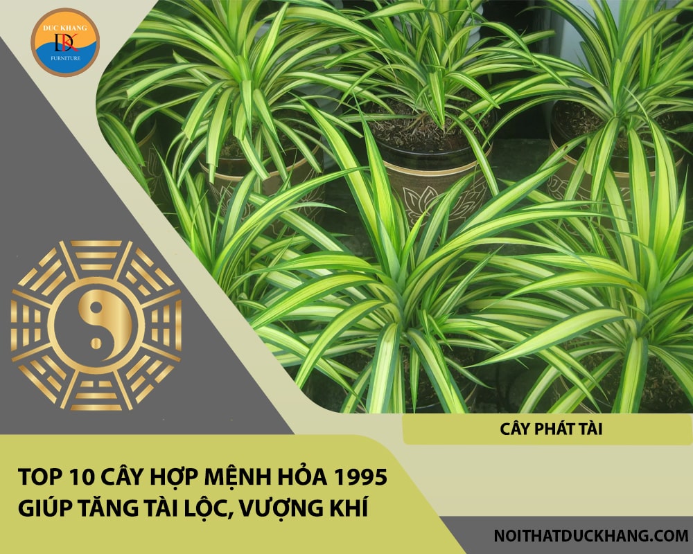 Top 10 cây hợp mệnh Hỏa 1995 giúp tăng tài lộc, vượng khí - Cây Phát Tài Top 10 cây hợp mệnh Hỏa 1995 giúp tăng tài lộc, vượng khí - Cây Phát Tài