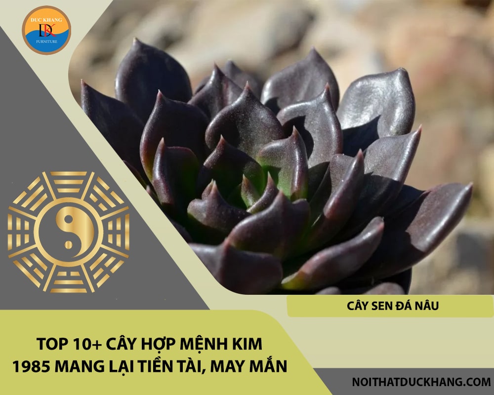 Top 10+ cây hợp mệnh Kim 1985 mang lại tiền tài, may mắn - Cây sen đá nâu Top 10+ cây hợp mệnh Kim 1985 mang lại tiền tài, may mắn - Cây sen đá nâu