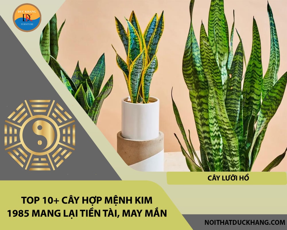 Top 10+ cây hợp mệnh Kim 1985 mang lại tiền tài, may mắn - Cây lưỡi hổ Top 10+ cây hợp mệnh Kim 1985 mang lại tiền tài, may mắn - Cây lưỡi hổ