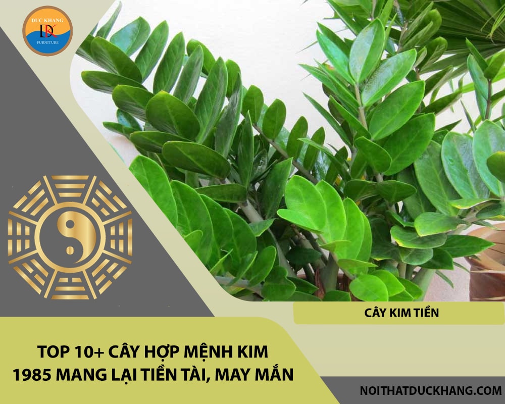 Top 10+ cây hợp mệnh Kim 1985 mang lại tiền tài, may mắn - Cây kim tiền Top 10+ cây hợp mệnh Kim 1985 mang lại tiền tài, may mắn - Cây kim tiền