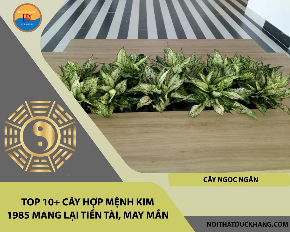 Top 10+ cây hợp mệnh Kim 1985 mang lại tiền tài, may mắn - Cây ngọc ngân Top 10+ cây hợp mệnh Kim 1985 mang lại tiền tài, may mắn - Cây ngọc ngân