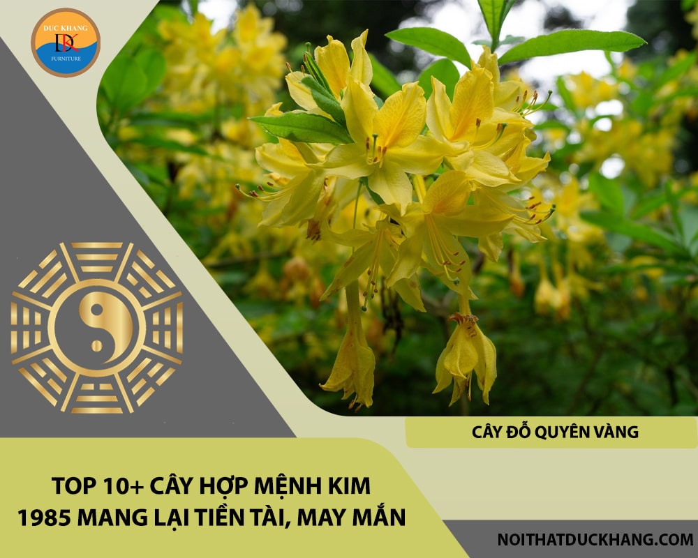 Top 10+ cây hợp mệnh Kim 1985 mang lại tiền tài, may mắn - Cây đỗ quyên vàng Top 10+ cây hợp mệnh Kim 1985 mang lại tiền tài, may mắn - Cây đỗ quyên vàng