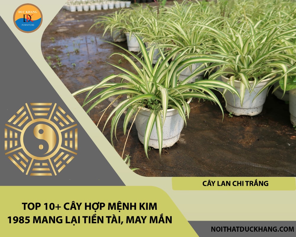 Top 10+ cây hợp mệnh Kim 1985 mang lại tiền tài, may mắn - Cây lan chi trắng Top 10+ cây hợp mệnh Kim 1985 mang lại tiền tài, may mắn - Cây lan chi trắng