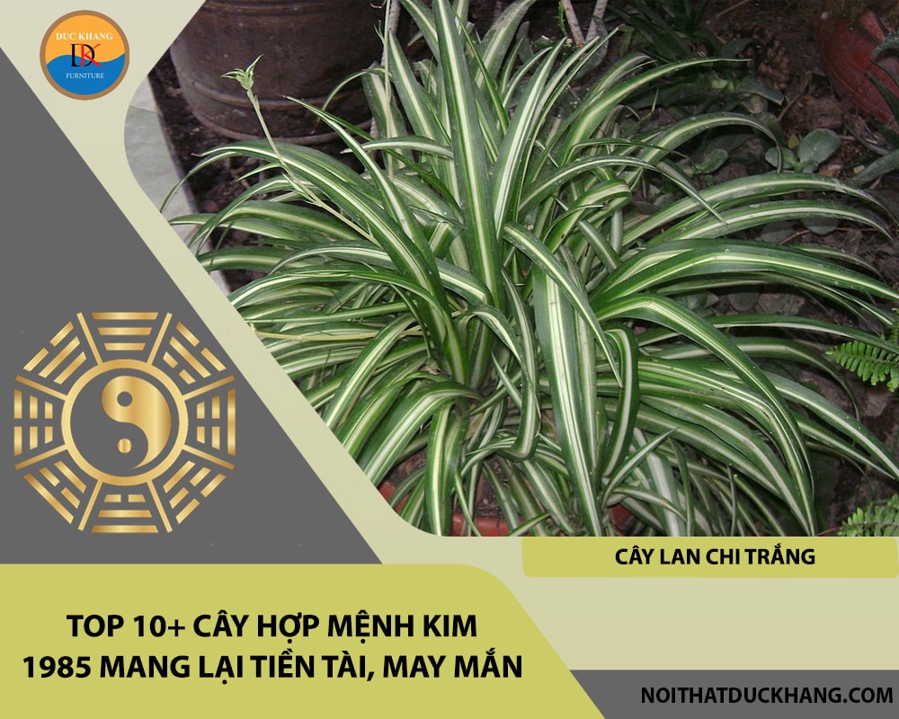 Top 10+ cây hợp mệnh Kim 1985 mang lại tiền tài, may mắn - Cây lan chi trắng Top 10+ cây hợp mệnh Kim 1985 mang lại tiền tài, may mắn - Cây lan chi trắng