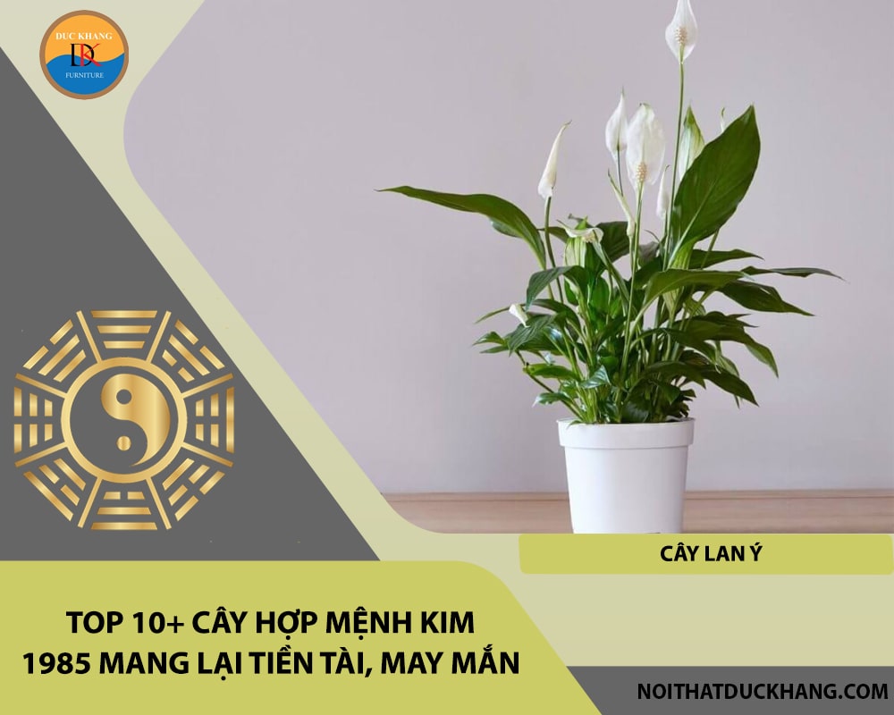 Top 10+ cây hợp mệnh Kim 1985 mang lại tiền tài, may mắn - Cây lan ý Top 10+ cây hợp mệnh Kim 1985 mang lại tiền tài, may mắn - Cây lan ý