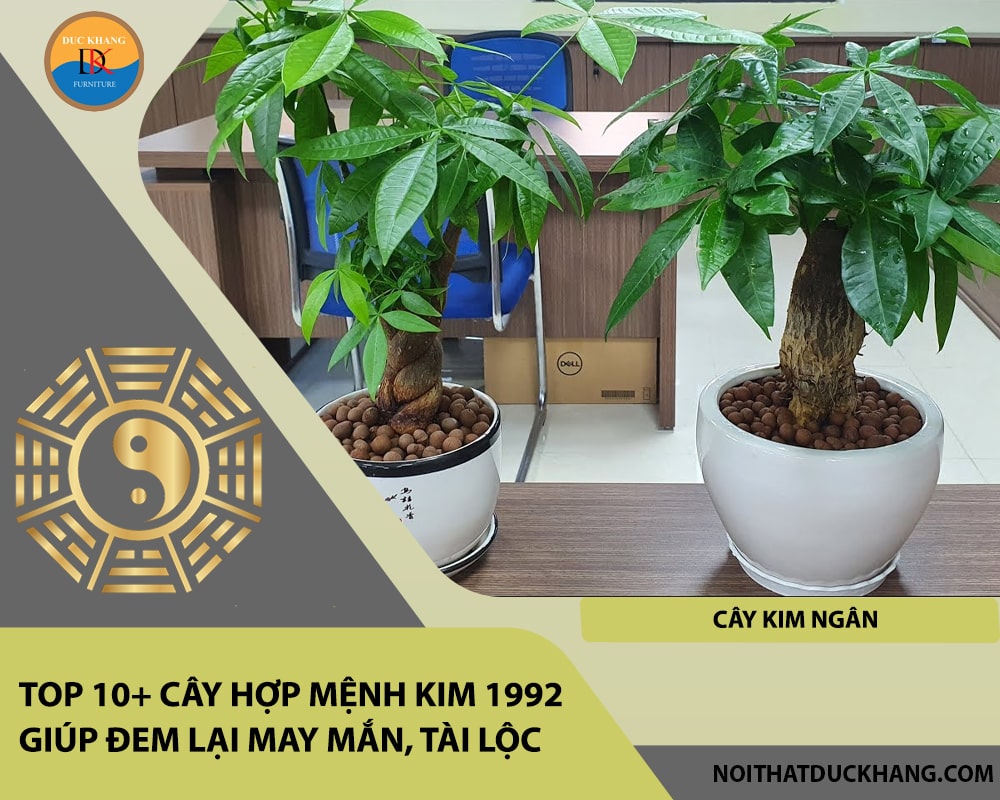 Top 10+ cây hợp mệnh Kim 1992 giúp đem lại may mắn, tài lộc - Cây Kim Ngân