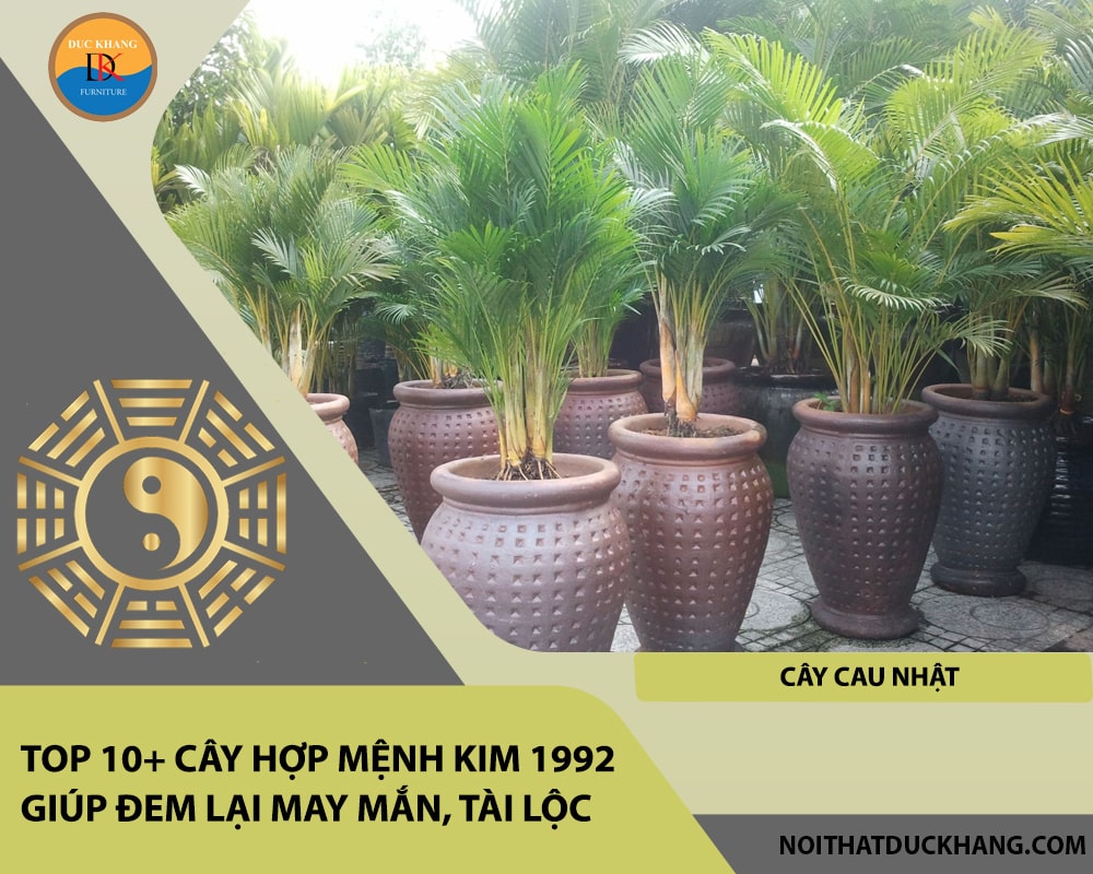 Top 10+ cây hợp mệnh Kim 1992 giúp đem lại may mắn, tài lộc - Cây Cau Nhật