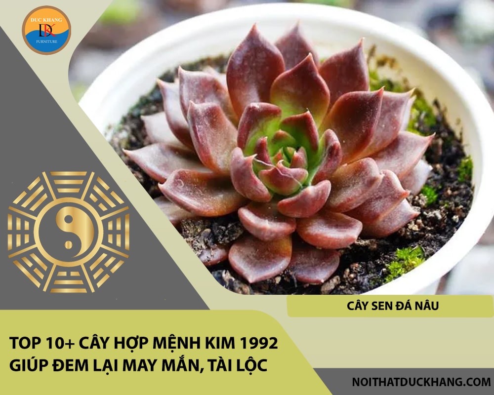 Top 10+ cây hợp mệnh Kim 1992 giúp đem lại may mắn, tài lộc - Cây Sen Đá Nâu