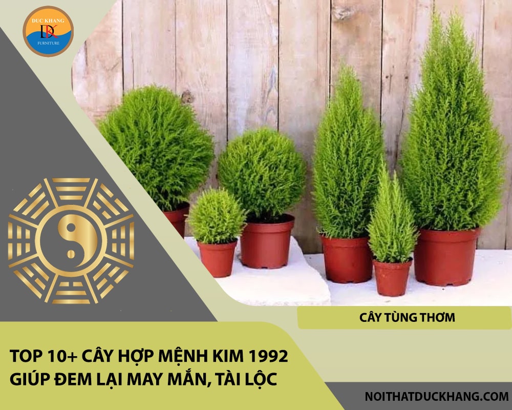 Top 10+ cây hợp mệnh Kim 1992 giúp đem lại may mắn, tài lộc - Cây Tùng thơm