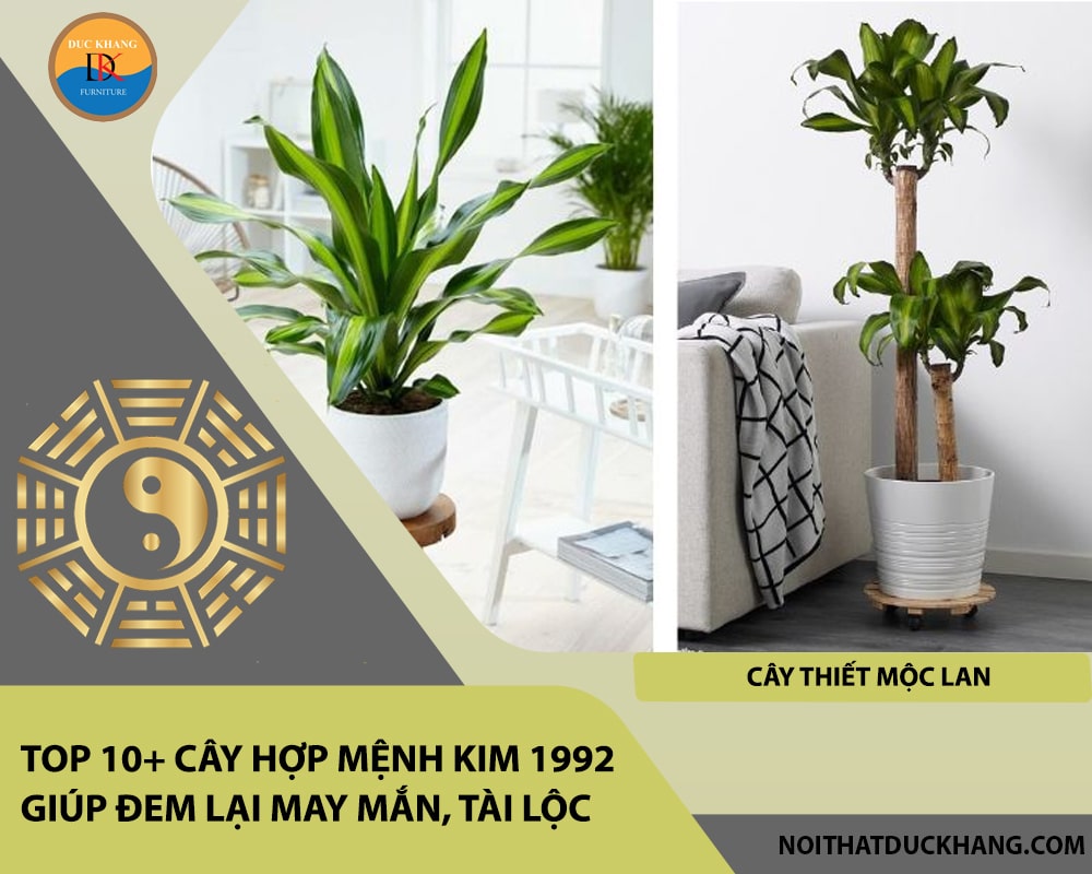 Top 10+ cây hợp mệnh Kim 1992 giúp đem lại may mắn, tài lộc - Cây Thiết Mộc Lan