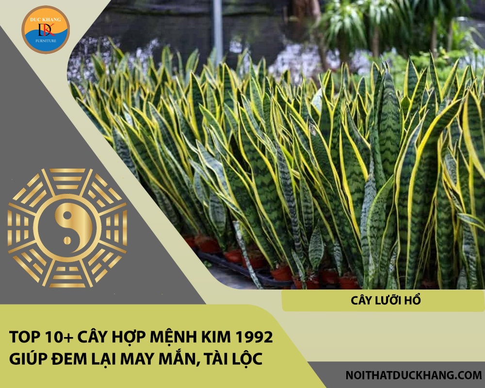 Top 10+ cây hợp mệnh Kim 1992 giúp đem lại may mắn, tài lộc - Cây Lưỡi Hổ
