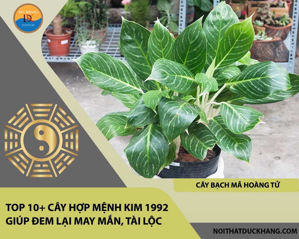 Top 10+ cây hợp mệnh Kim 1992 giúp đem lại may mắn, tài lộc - Cây Bạch Mã Hoàng Tử
