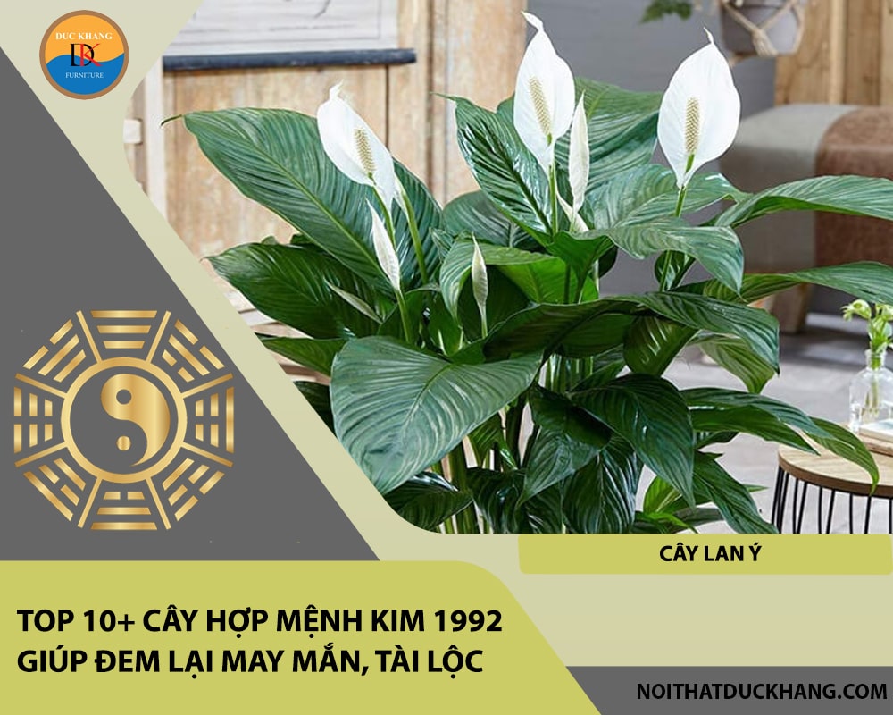 Top 10+ cây hợp mệnh Kim 1992 giúp đem lại may mắn, tài lộc - Cây Lan Ý