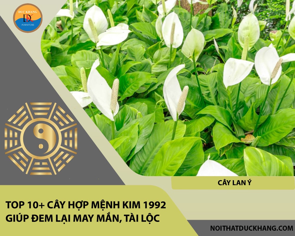 Top 10+ cây hợp mệnh Kim 1992 giúp đem lại may mắn, tài lộc - Cây Lan Ý