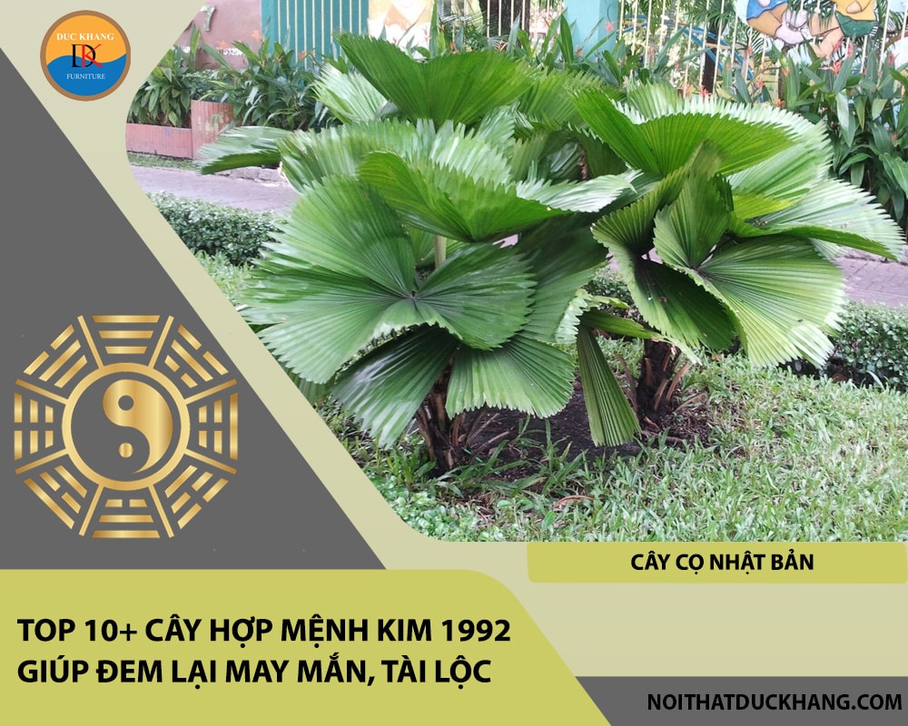 Top 10+ cây hợp mệnh Kim 1992 giúp đem lại may mắn, tài lộc - Cây Cọ Nhật Bản