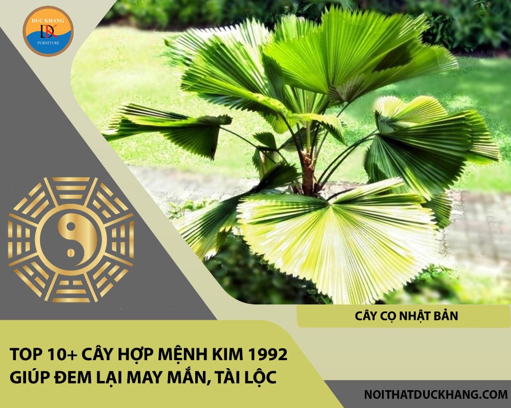 Top 10+ cây hợp mệnh Kim 1992 giúp đem lại may mắn, tài lộc - Cây cọ Nhật Bản