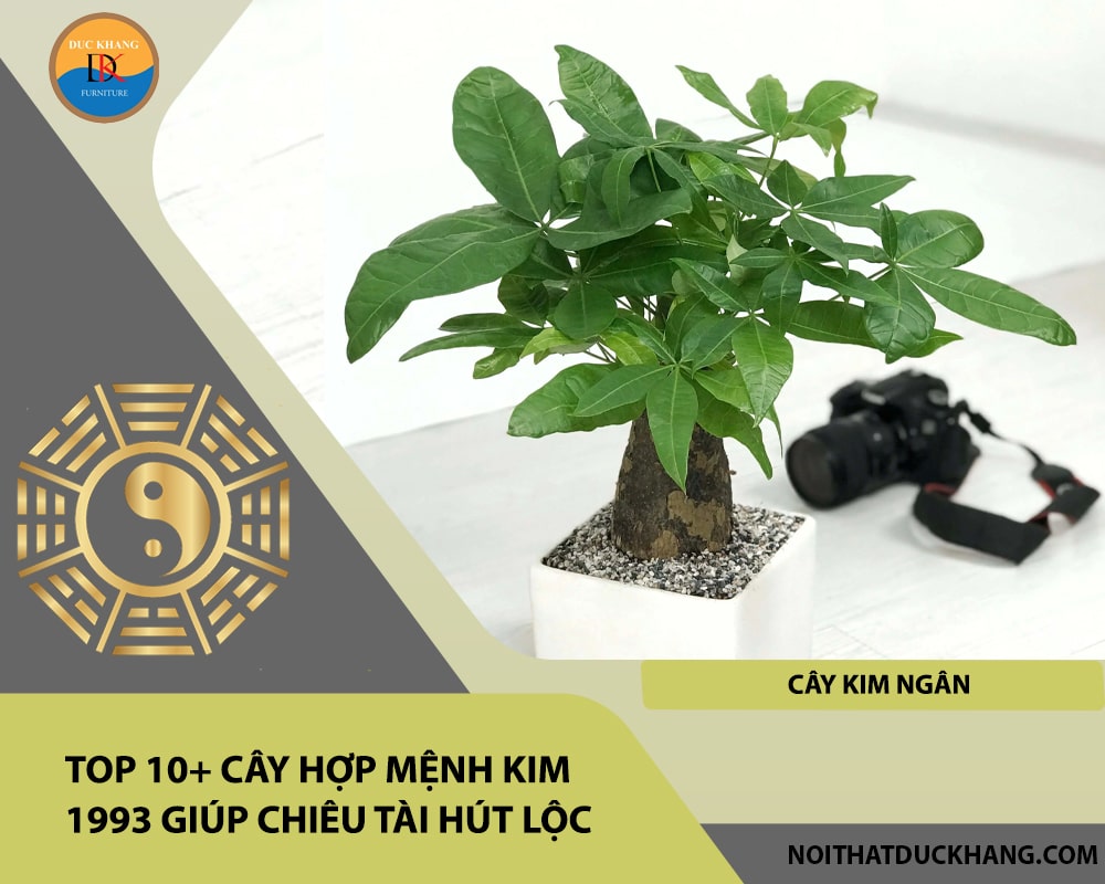 Top 10+ cây hợp mệnh Kim 1993 giúp chiêu tài hút lộc - Cây Kim Ngân Top 10+ cây hợp mệnh Kim 1993 giúp chiêu tài hút lộc - Cây Kim Ngân