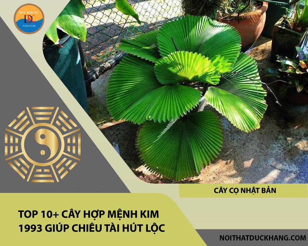 Top 10+ cây hợp mệnh Kim 1993 giúp chiêu tài hút lộc