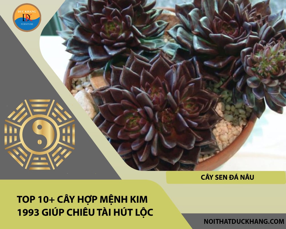 Top 10+ cây hợp mệnh Kim 1993 giúp chiêu tài hút lộc - Cây Sen Đá Nâu Top 10+ cây hợp mệnh Kim 1993 giúp chiêu tài hút lộc - Cây Sen Đá Nâu