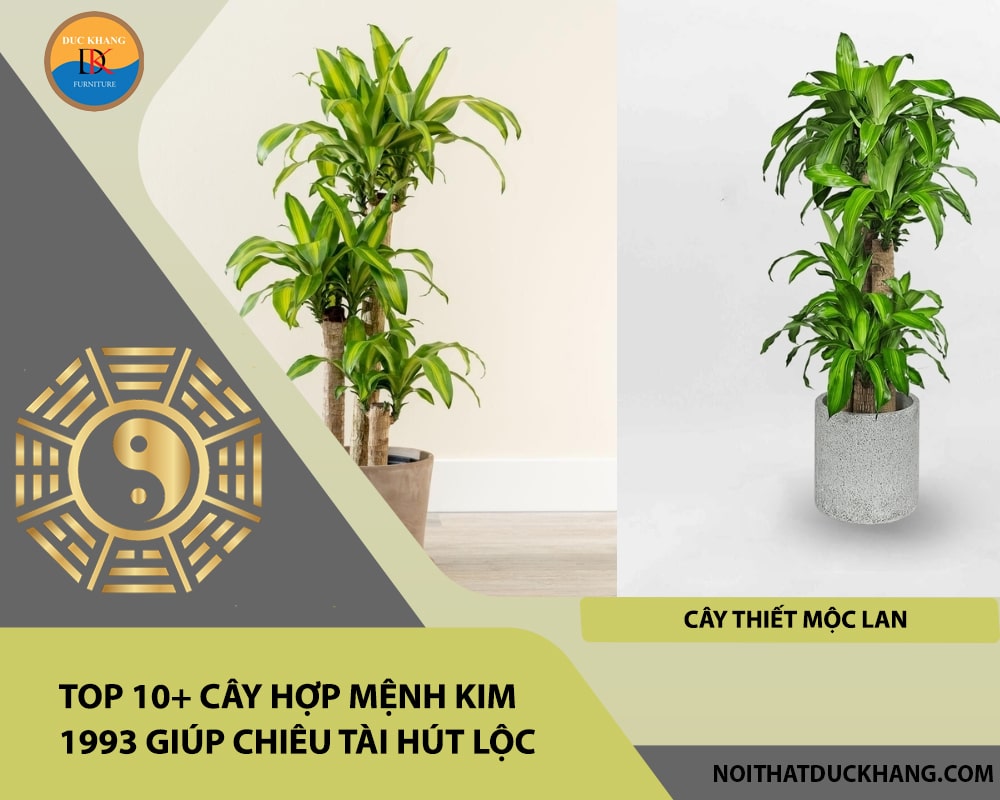 Top 10+ cây hợp mệnh Kim 1993 giúp chiêu tài hút lộc - Cây Thiết Mộc Lan Top 10+ cây hợp mệnh Kim 1993 giúp chiêu tài hút lộc - Cây Thiết Mộc Lan