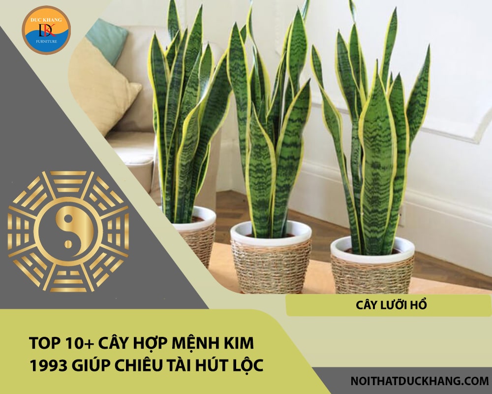 Top 10+ cây hợp mệnh Kim 1993 giúp chiêu tài hút lộc - Cây Lưỡi Hổ Top 10+ cây hợp mệnh Kim 1993 giúp chiêu tài hút lộc - Cây Lưỡi Hổ