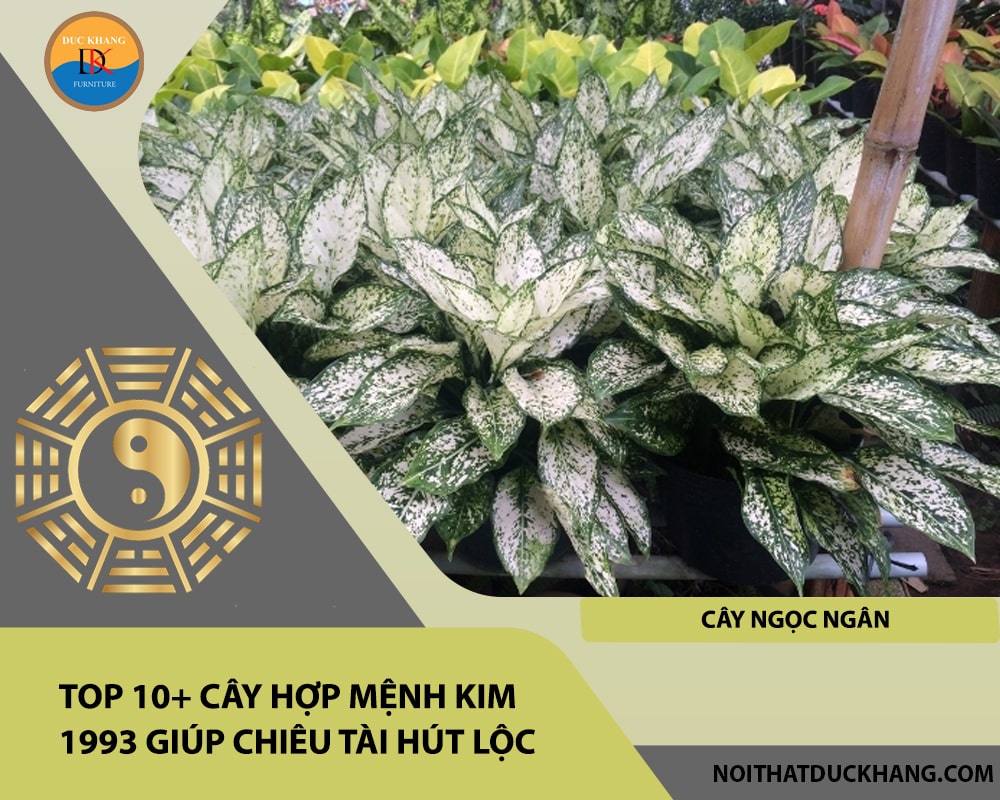 Top 10+ cây hợp mệnh Kim 1993 giúp chiêu tài hút lộc - Cây Ngọc Ngân Top 10+ cây hợp mệnh Kim 1993 giúp chiêu tài hút lộc - Cây Ngọc Ngân