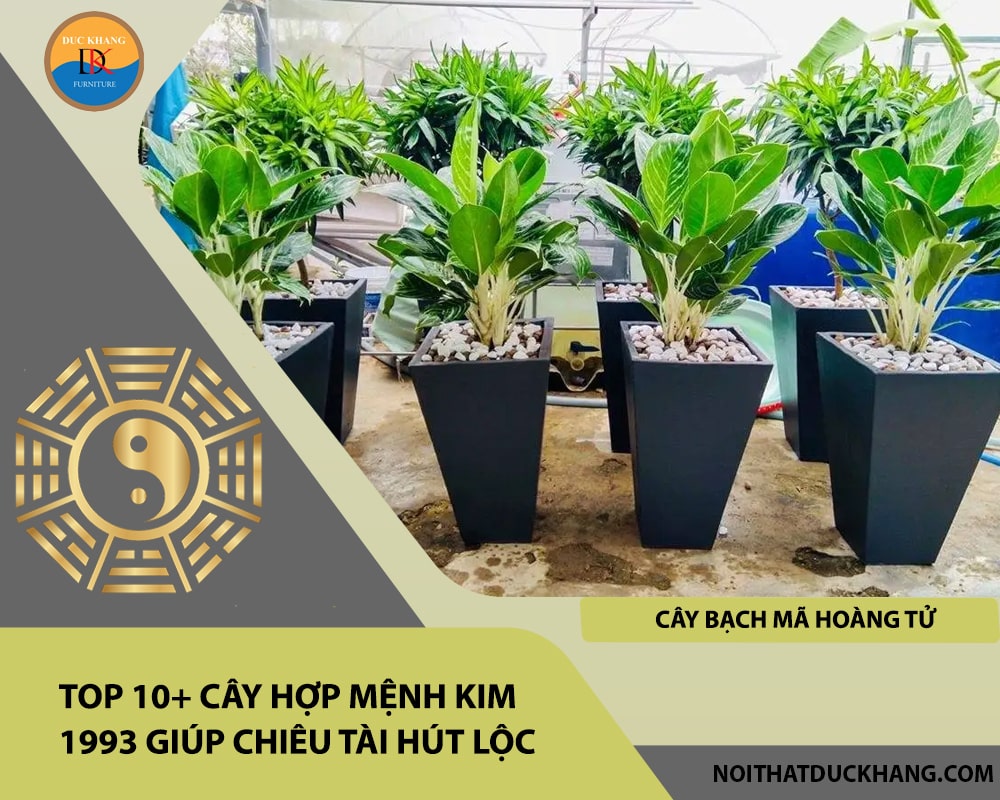 Top 10+ cây hợp mệnh Kim 1993 giúp chiêu tài hút lộc - Cây Bạch Mã Hoàng Tử Top 10+ cây hợp mệnh Kim 1993 giúp chiêu tài hút lộc - Cây Bạch Mã Hoàng Tử