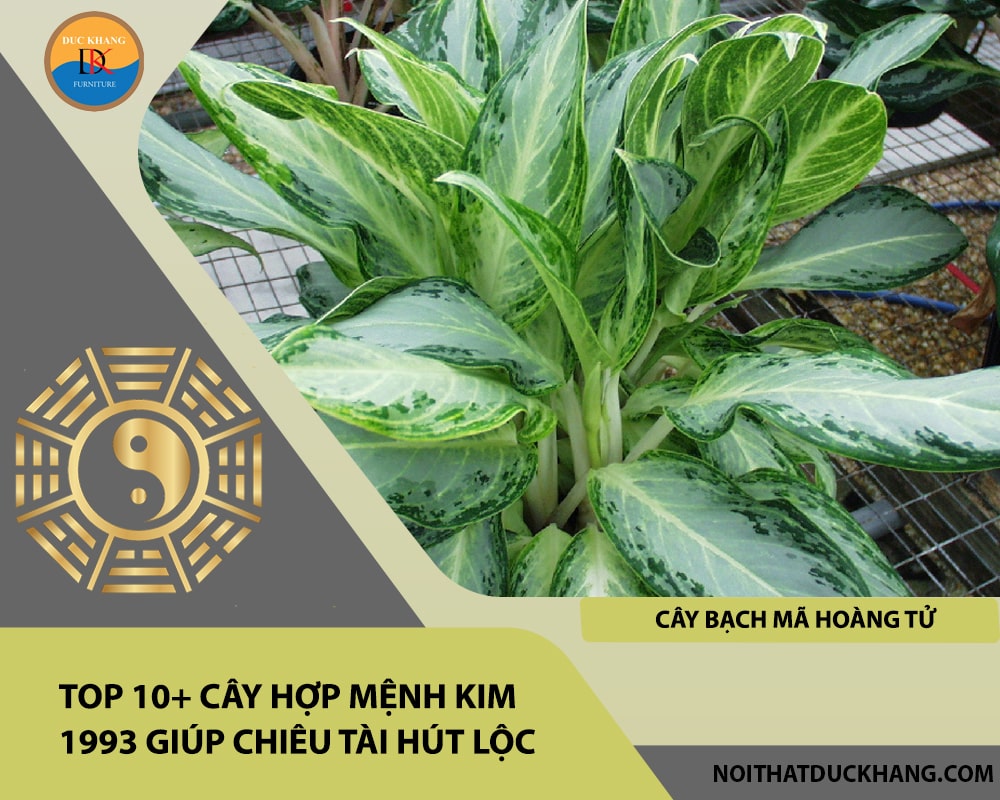 Top 10+ cây hợp mệnh Kim 1993 giúp chiêu tài hút lộc - Cây bạch mã hoàng tử Top 10+ cây hợp mệnh Kim 1993 giúp chiêu tài hút lộc - Cây bạch mã hoàng tử