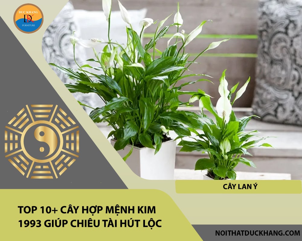 Top 10+ cây hợp mệnh Kim 1993 giúp chiêu tài hút lộc - Cây Lan Ý Top 10+ cây hợp mệnh Kim 1993 giúp chiêu tài hút lộc - Cây Lan Ý