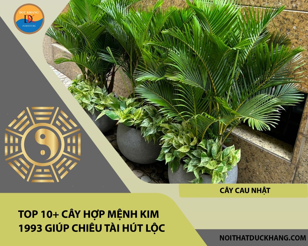 Top 10+ cây hợp mệnh Kim 1993 giúp chiêu tài hút lộc - Cây Cau Nhật Top 10+ cây hợp mệnh Kim 1993 giúp chiêu tài hút lộc - Cây Cau Nhật