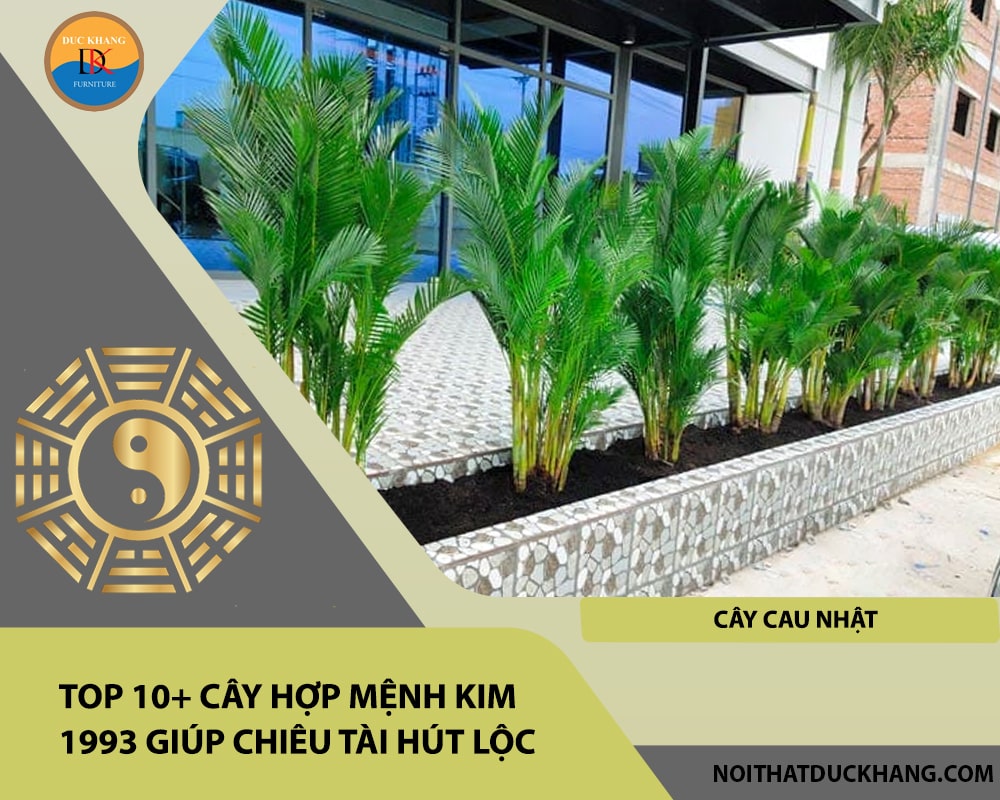 Top 10+ cây hợp mệnh Kim 1993 giúp chiêu tài hút lộc - cây cau nhật Top 10+ cây hợp mệnh Kim 1993 giúp chiêu tài hút lộc - cây cau nhật