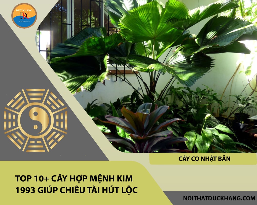 Top 10+ cây hợp mệnh Kim 1993 giúp chiêu tài hút lộc - Cây Cọ Nhật Bản Top 10+ cây hợp mệnh Kim 1993 giúp chiêu tài hút lộc - Cây Cọ Nhật Bản
