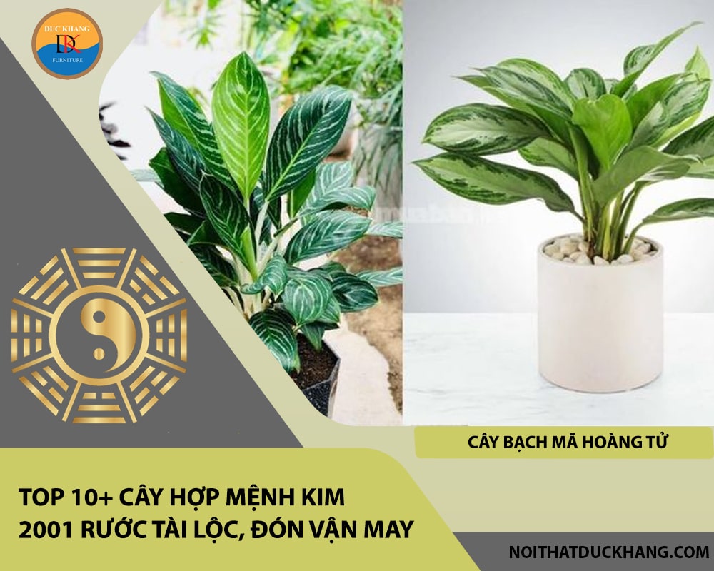 Top 10+ cây hợp mệnh Kim 2001 rước tài lộc, đón vận may - Cây Bạch Mã Hoàng Tử