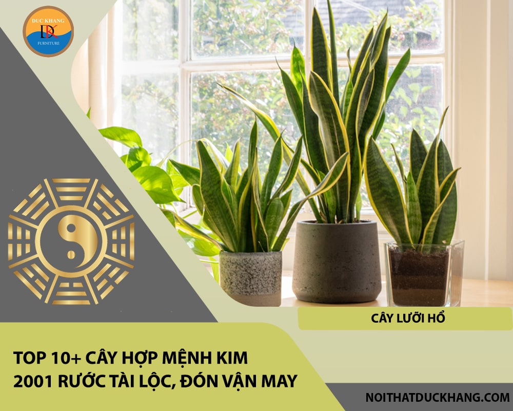 Top 10+ cây hợp mệnh Kim 2001 rước tài lộc, đón vận may - Cây Lưỡi Hổ