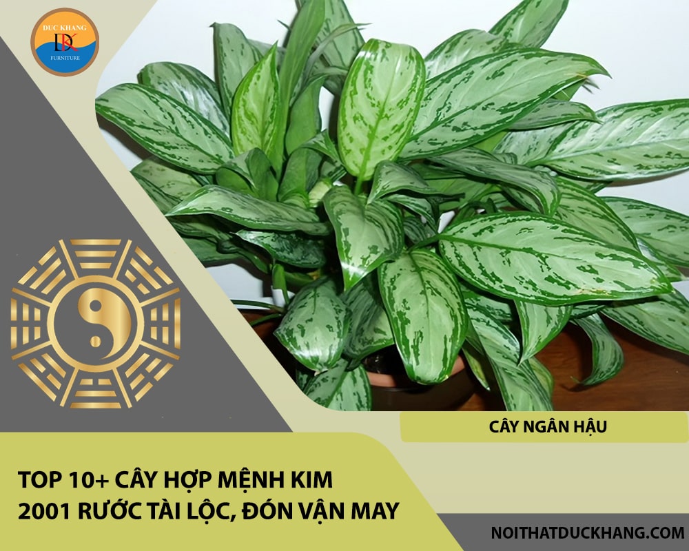 Top 10+ cây hợp mệnh Kim 2001 rước tài lộc, đón vận may - Cây Ngân Hậu