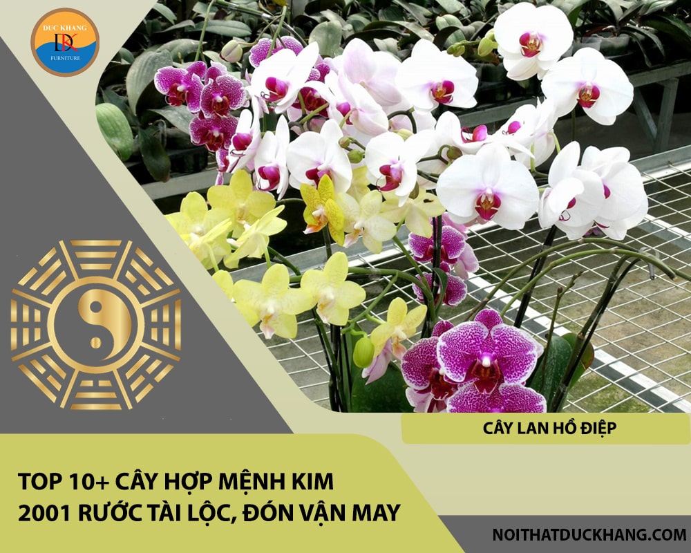 Top 10+ cây hợp mệnh Kim 2001 rước tài lộc, đón vận may - Cây Lan Hồ Điệp