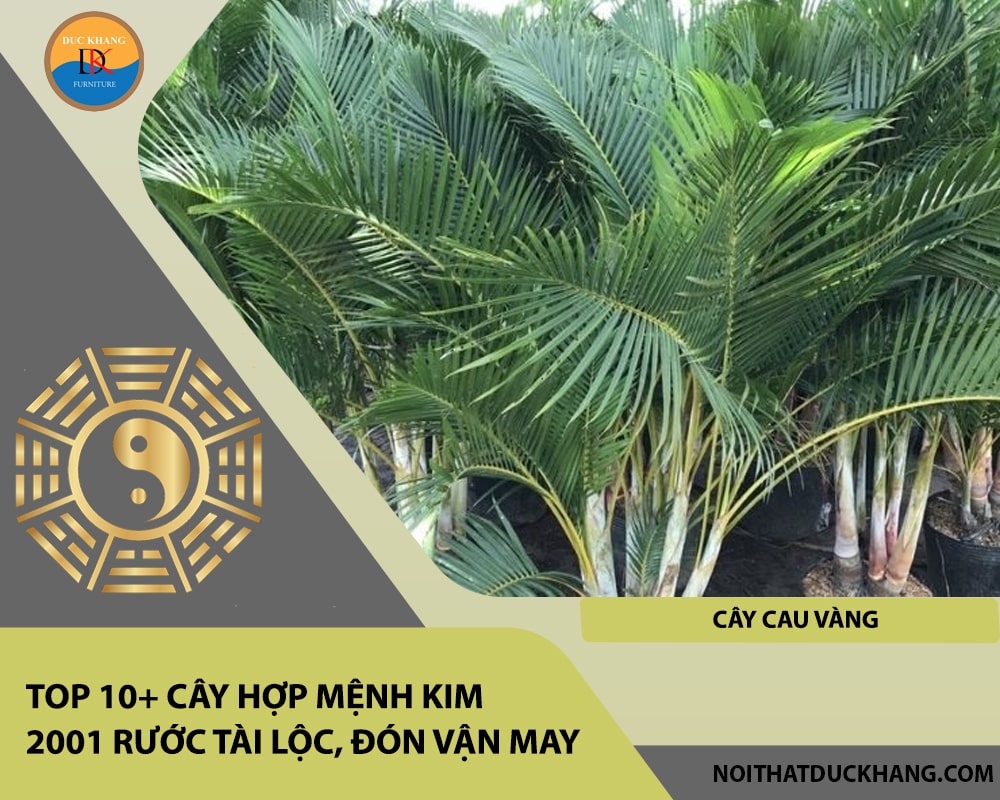 Top 10+ cây hợp mệnh Kim 2001 rước tài lộc, đón vận may - Cây Cau Vàng