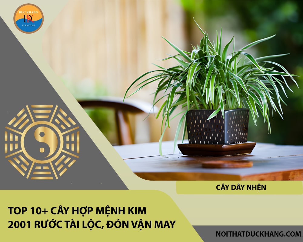 Top 10+ cây hợp mệnh Kim 2001 rước tài lộc, đón vận may - Cây Dây Nhện