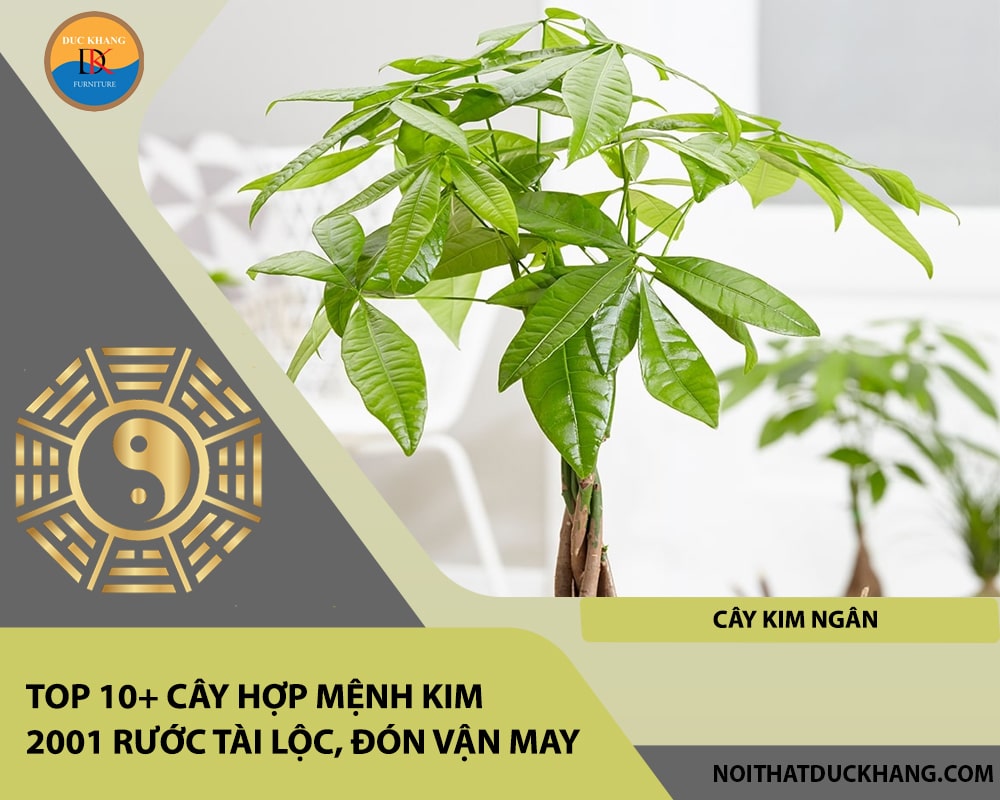 Top 10+ cây hợp mệnh Kim 2001 rước tài lộc, đón vận may - Cây Kim Ngân