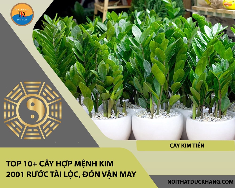 Top 10+ cây hợp mệnh Kim 2001 rước tài lộc, đón vận may - Cây Kim Tiền