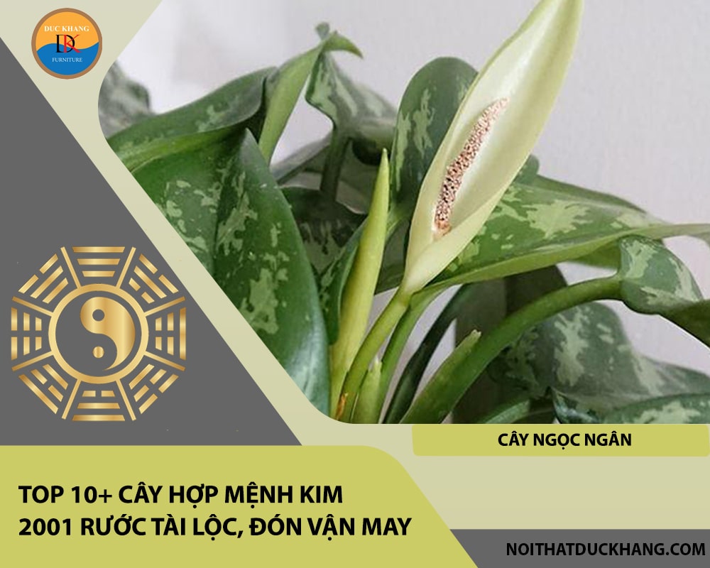Top 10+ cây hợp mệnh Kim 2001 rước tài lộc, đón vận may - Cây Ngọc Ngân