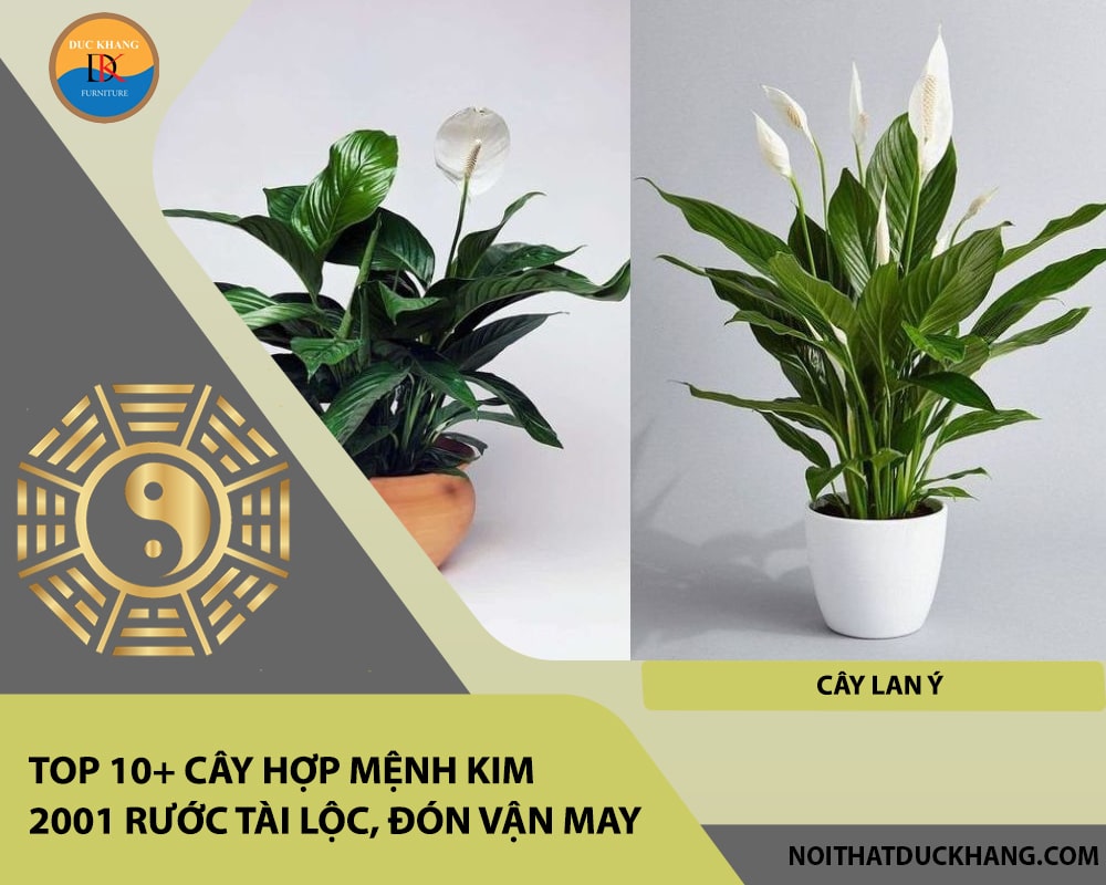 Top 10+ cây hợp mệnh Kim 2001 rước tài lộc, đón vận may - Cây Lan Ý